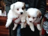 Morkie Cinsi Yavrular Sevimli