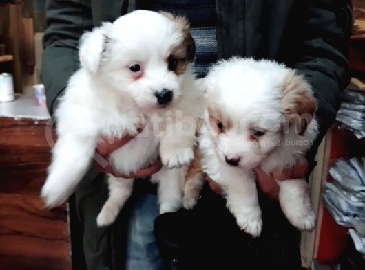 Morkie Cinsi Yavrular Sevimli