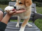 Akita İnu Yavrular