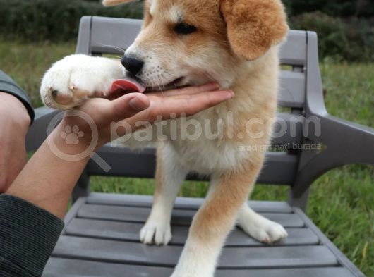 Akita İnu Yavrular görsel
