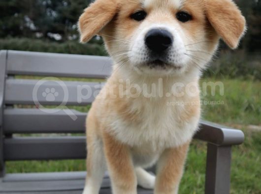 Akita İnu Yavrular görsel