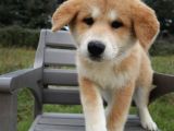 Akita İnu Yavrular
