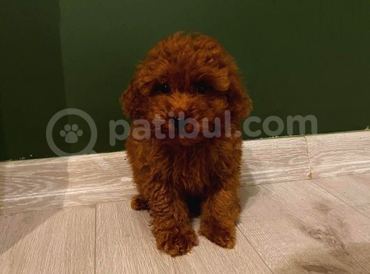 Kore Ve Toy Poodle Oğluşlarım görsel
