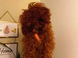 Kore Ve Toy Poodle Oğluşlarım