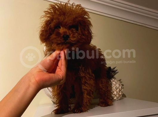 Kore Ve Toy Poodle Oğluşlarım