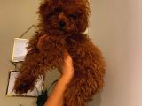 Kore Ve Toy Poodle Oğluşlarım