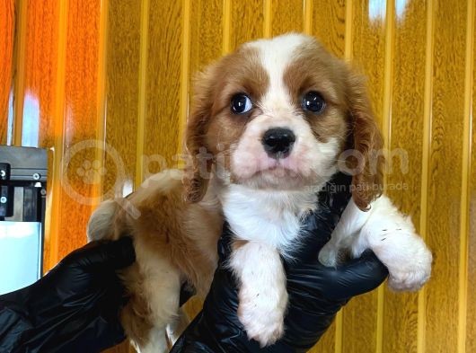 Cavali̇er Ki̇ng Charles A Kali̇te Bebekler görsel
