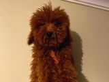 Kore Ve Toy Poodle Oğluşlarım