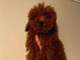 Kore Ve Toy Poodle Oğluşlarım