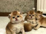 A Kalite Bri̇ti̇sh Shorthai̇r Ve Shorthai̇r Golden Yavrular