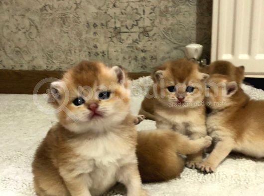 A Kalite Bri̇ti̇sh Shorthai̇r Ve Shorthai̇r Golden Yavrular görsel