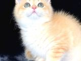 A Kalite Bri̇ti̇sh Shorthai̇r Ve Shorthai̇r Golden Yavrular