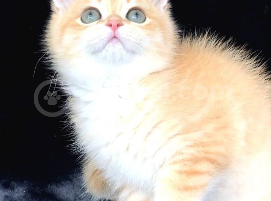 A Kalite Bri̇ti̇sh Shorthai̇r Ve Shorthai̇r Golden Yavrular görsel