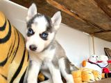 Muhteşem Husky Si̇bi̇rya Kurdu Bebekler