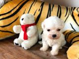 Sifir Numara Maltese Terri̇er Irk Garanti̇li̇