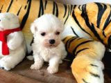 Sifir Numara Maltese Terri̇er Irk Garanti̇li̇