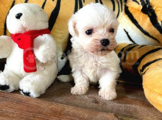 Sifir Numara Maltese Terri̇er Irk Garanti̇li̇