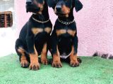 King Babanın King Yavrulari Doberman