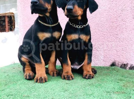King Babanın King Yavrulari Doberman görsel