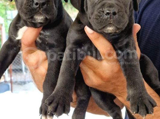 Blue Ve Siyah Corso Yavrularimiz Dev Mastifler görsel