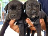 Blue Ve Siyah Corso Yavrularimiz Dev Mastifler