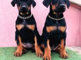 King Babanın King Yavrulari Doberman