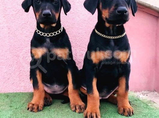 King Babanın King Yavrulari Doberman görsel
