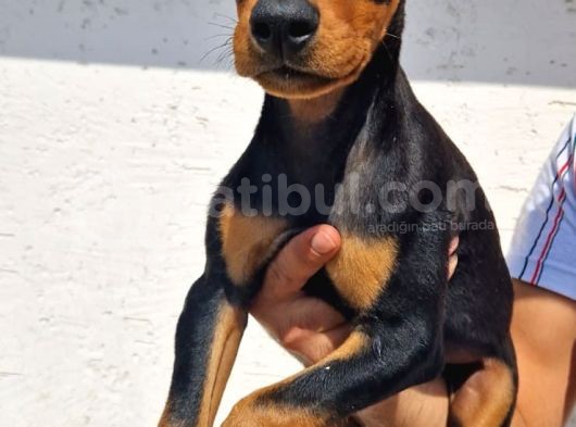 King Babanın King Yavrulari Doberman