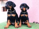 King Babanın King Yavrulari Doberman