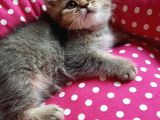 British Shorthair Golden