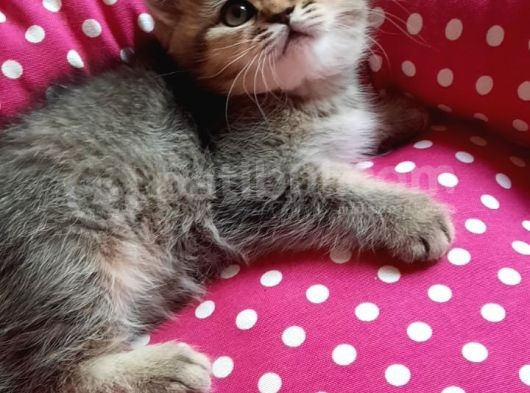British Shorthair Golden