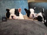 Full Maske French Bulldog Bebeklerimiz