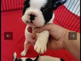 Full Maske French Bulldog Bebeklerimiz