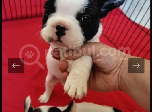 Full Maske French Bulldog Bebeklerimiz