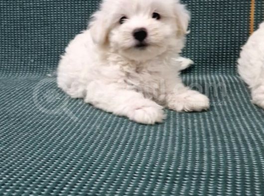 Kar Tanesi Bebeklerimiz Maltese Terrier görsel