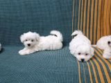 Kar Tanesi Bebeklerimiz Maltese Terrier
