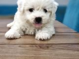 Kar Tanesi Bebeklerimiz Maltese Terrier