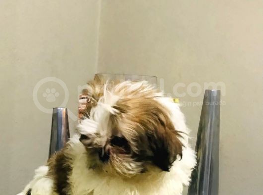 Oyuncu Güzel Shıhtzu Yavrucuklarım