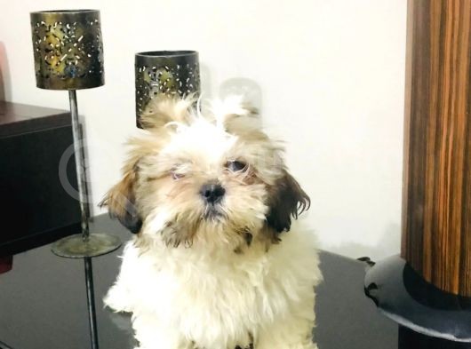 Oyuncu Güzel Shıhtzu Yavrucuklarım görsel