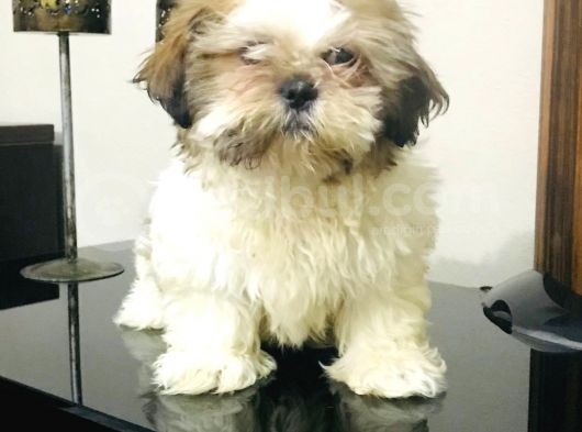 Oyuncu Güzel Shıhtzu Yavrucuklarım görsel