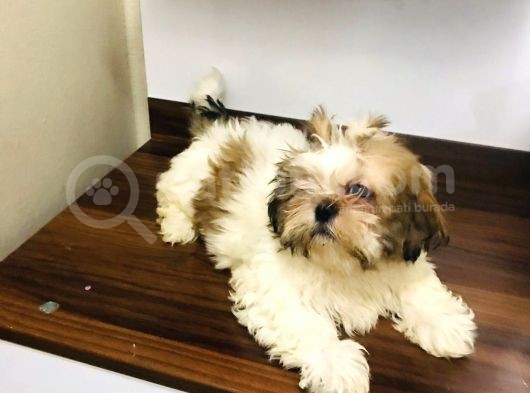 Oyuncu Güzel Shıhtzu Yavrucuklarım görsel