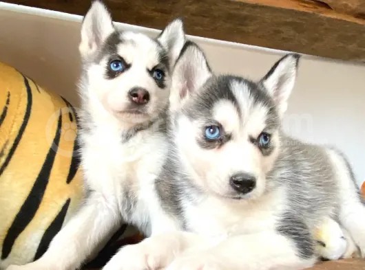 Muhteşem Husky Si̇bi̇rya Kurdu Bebekler