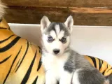 Muhteşem Husky Si̇bi̇rya Kurdu Bebekler