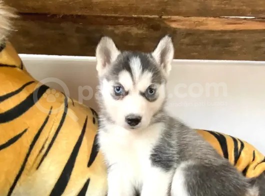 Muhteşem Husky Si̇bi̇rya Kurdu Bebekler görsel