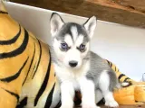 Muhteşem Husky Si̇bi̇rya Kurdu Bebekler