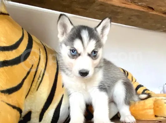 Muhteşem Husky Si̇bi̇rya Kurdu Bebekler görsel