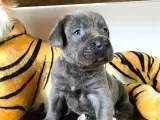 Blue Cane Corso Irk Garanti̇li̇