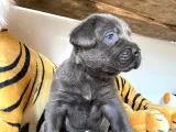 Blue Cane Corso Irk Garanti̇li̇