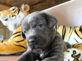 Blue Cane Corso Irk Garanti̇li̇