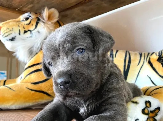 Blue Cane Corso Irk Garanti̇li̇ görsel